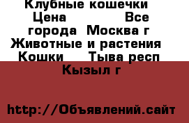 Клубные кошечки › Цена ­ 10 000 - Все города, Москва г. Животные и растения » Кошки   . Тыва респ.,Кызыл г.